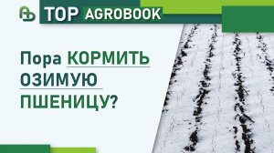 Пора кормить озимую пшеницу? | TOP Agrobook: обзор аграрных новостей