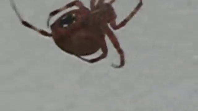 Strange Spider in my Garden смотреть онлайн