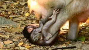 Mom и baby monkey: Закрепление пройденного материала проходило... 1000029642.mp4