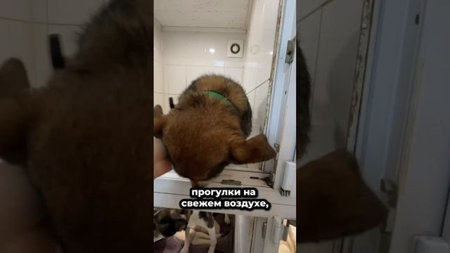 Особенные - значит чудесные и прекрасные | Питомцы приюта