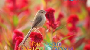 Хэния Фэрхи 🎶 МЭК ЧЭЧЭГЕ 🌹 Сандугач ТВ 🎶