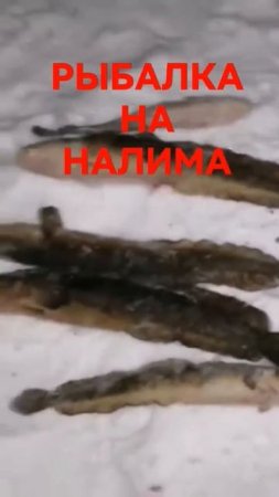 РЫБАЛКА НА НАЛИМА