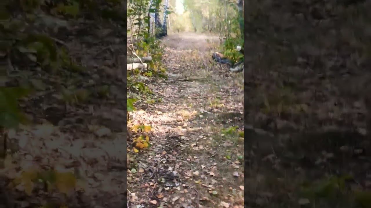 Просто жизнь мир #осознание #nature #природа #мир #жизнь #love #наслаждение