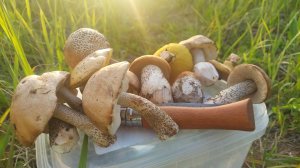 Первые летние грибы в начале июня