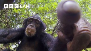 BBC Earth: Черепаха-Шпион, Усыновленная Шимпанзе | Шпион В Дикой Природе