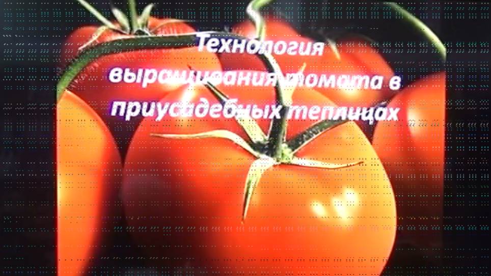 Лекция «Технология выращивания томата в приусадебных теплицах»