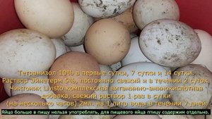 Профилактика нашей птицы перед инкубацией.