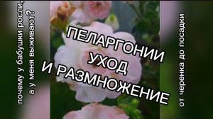 ПЕЛАРГОНИЯ