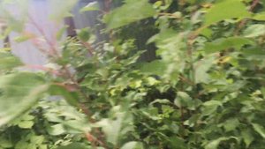 Тля на Абрикосе | 27.06.2024