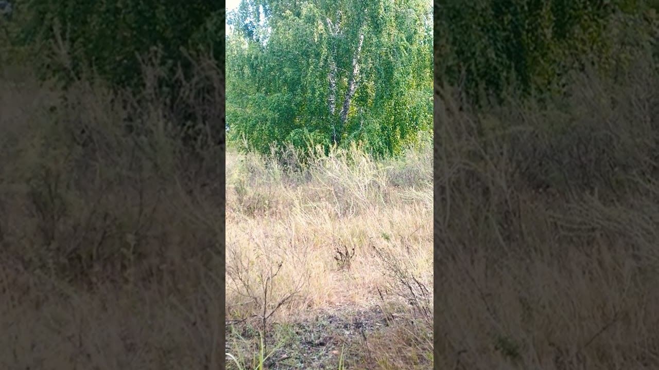 какое разнообразие мир, сосна, берёза и яблонька маленькая . такова жизнь #осознание #природа #мир