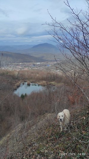 Январская прогулка с Золотистым ретривером Чуей в окрестностях Пшады. Геленджик.