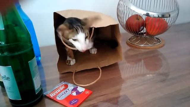 Ориентальный котёнок в мешке (часть 2-я, кусачая🤪)| Oriental Cat In The Bag, Part 2