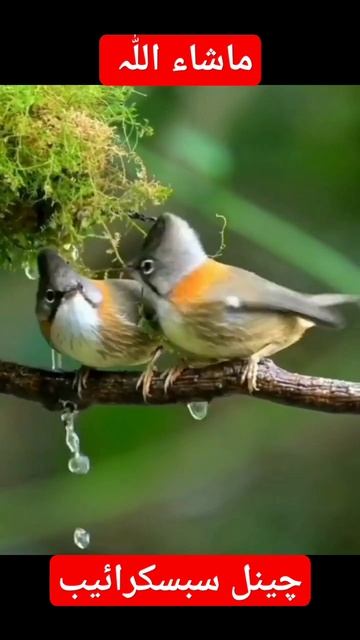 Beautiful Quran Recitation | Tilawat e Quran смотреть онлайн