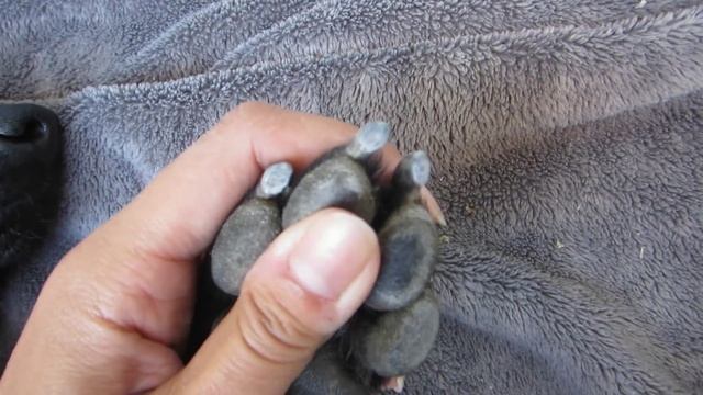 20151021 Detailed Dog Nail Trimming - Dark/Black Nails смотреть онлайн