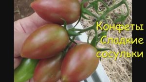 Каталог томатов 2024 г. Часть 8. Проверенные сорта. г. Киров