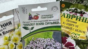 Выбираю петунию на этот сезон. В предвкушении красоты! #петуния #рассада #семена #томаты #перцы