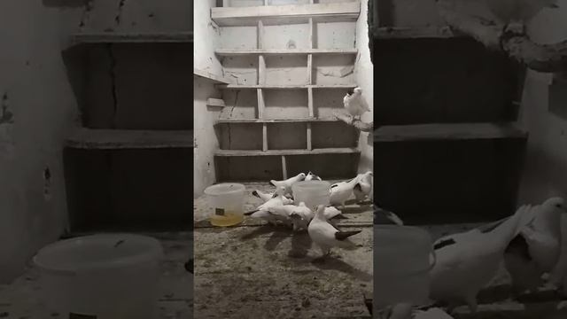 Мои бакинские голуби смотреть онлайн