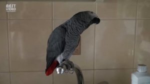 Кирюша попугай