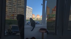 Дружба кошки Лекси и вороны