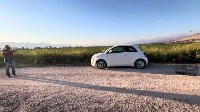 Изя из Израиля, попугай, который не любит летать🙄 смотреть онлайн