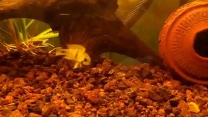 Apistogramma pandurini wild