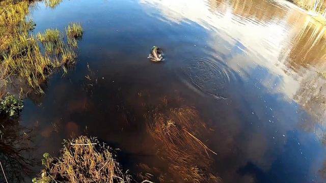 Kirjolohta | Merikarvianjoki 2020 | Kalastus 2020 смотреть онлайн