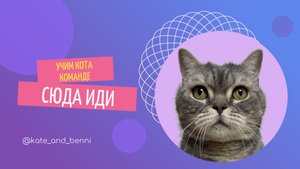 Кот выполняет команду СЮДА ИДИ! Твой котик тоже так сможет