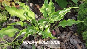 Сорт хосты Holar Wild side #hosta #хоста #сорта #коллекция
