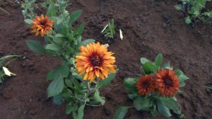 Красивые и неприхотливые ЦВЕТЫ для БЕДНОЙ почвы