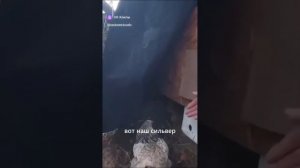 НА СВО ВСЯКОЕ БЫВАЕТ.... СЛУЧАЙ С КУРИЦЕЙ...
