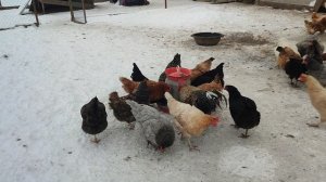 Посмотрите чем кормят "эта семья" блогеров курочек🐔 Найдëте для себя много нового. Ответ на коммент