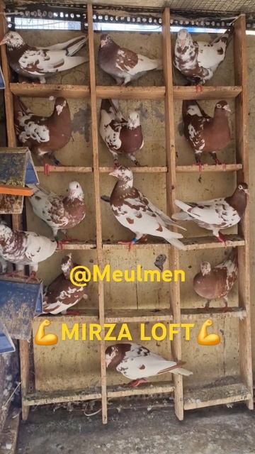 Meulmen pigeon mirza loft 9953251513 #trending #viralvideo #pigeon #birds #kabootar #kabutar #bird смотреть онлайн