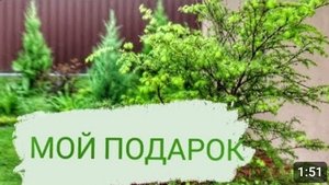 В МОЖЖЕВЕЛОВОМ САДУ НОВЫЙ ХВОЙНЫЙ ЖИТЕЛЬ! И ЭТО НЕ МОЖЖЕВЕЛЬНИК!..12.06.2023г.