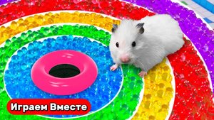 Разноцветный лабиринт для Хомяка ! Выбираемся из лабиринта с ловушками ! Видео для детей
