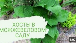 В 🌲МОЖЖЕВЕЛОВОМ САДУ🌲РАСТУТ И ХОСТЫ. РЕШИЛА ПОКАЗАТЬ КАКИЕ. 10.06.2023г.