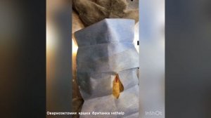 Овариоэктомия  кошки. Британка