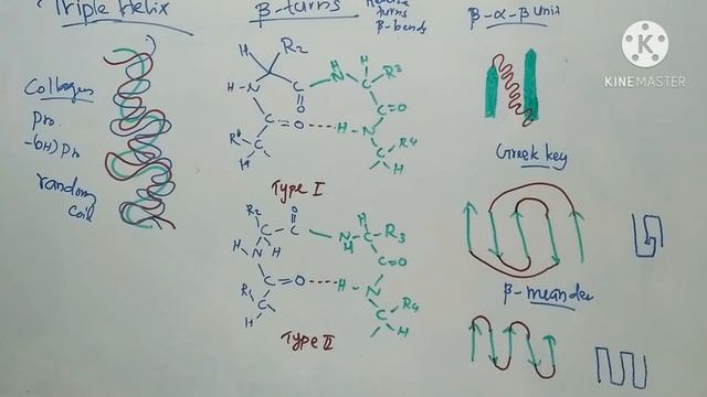 Triple Helix, Beta Turns, Super Secondary Structures/ Secondary Structure of Proteins/ Biochemistry смотреть онлайн