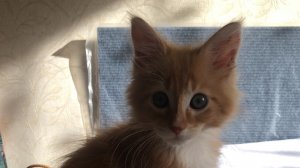 Мяу мяу мяу 😸