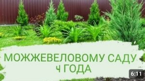 4 ГОДА Я СОБИРАЮ КОЛЛЕКЦИЮ МОЖЖЕВЕЛЬНИКОВ И СОЗДАЮ СВОЙ МОЖЖЕВЕЛОВЫЙ САД. 14.06.2023г.