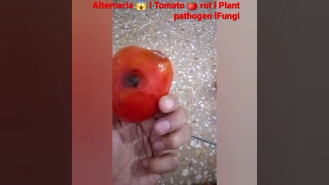 Alternaria 😱 l Tomato rot 🍅l Plans pathogenic Fungi l #viral #@botanysolution4054