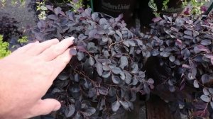 How to Grow Purple Pixie® Dwarf Weeping Loropetalum - Pink Flowering Evergreen Shrub