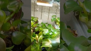 Как сохранить водный гиацинт зимой