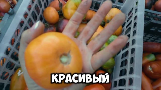 Томаты Лучшие сорта. Обзор в вашу копилку