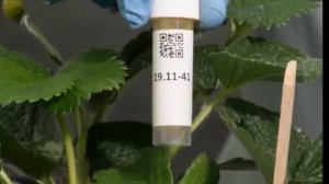 Селекция новых сортов клубники во Флориде