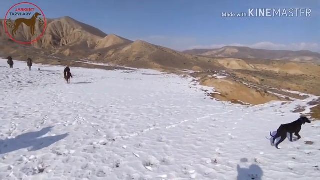 Жаркент тазылары / Құмай тазы / Қазақ тазылары / Айдос Ербосынұлы смотреть онлайн