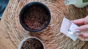🌱Посев пеларгонии🪴 в домашних условиях
