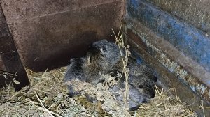 Малыши. Самца в гнездо так и не пускают. Вечернее кормление. 06.02.25