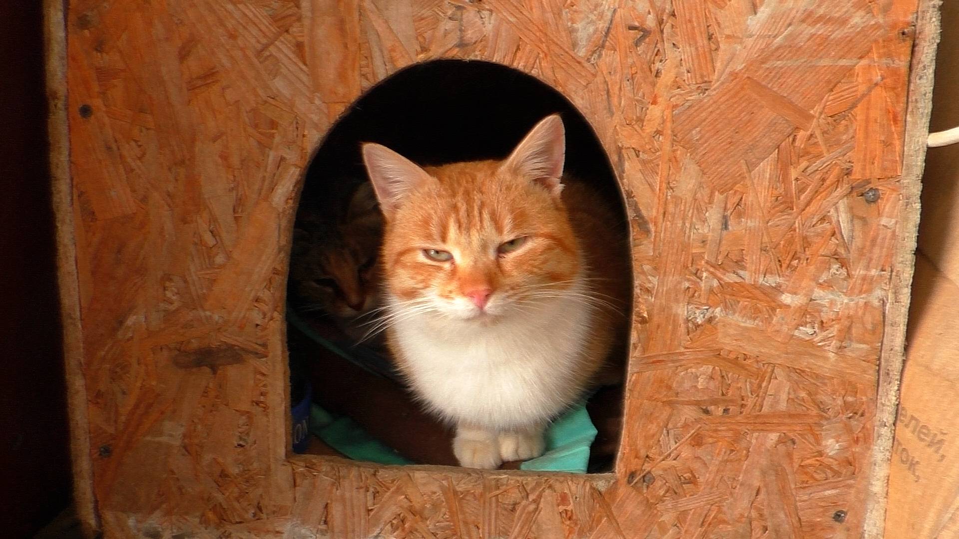 Февраль в деревне - первое яйцо