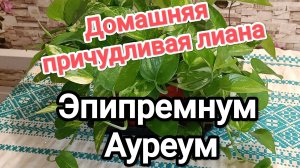 Домашняя причудливая лиана - Эпипремнум Ауреум (Epipremnum aureus)