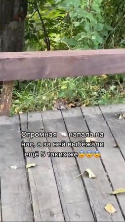 Опять эти крысы